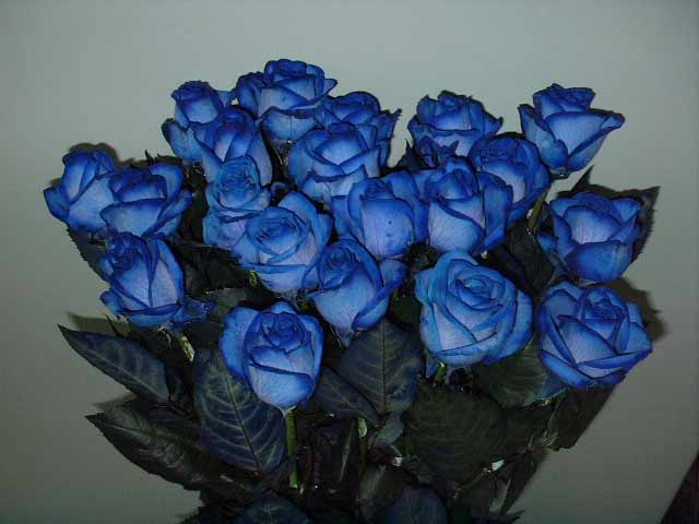 Где Можно Купить Цветок Синь Синь