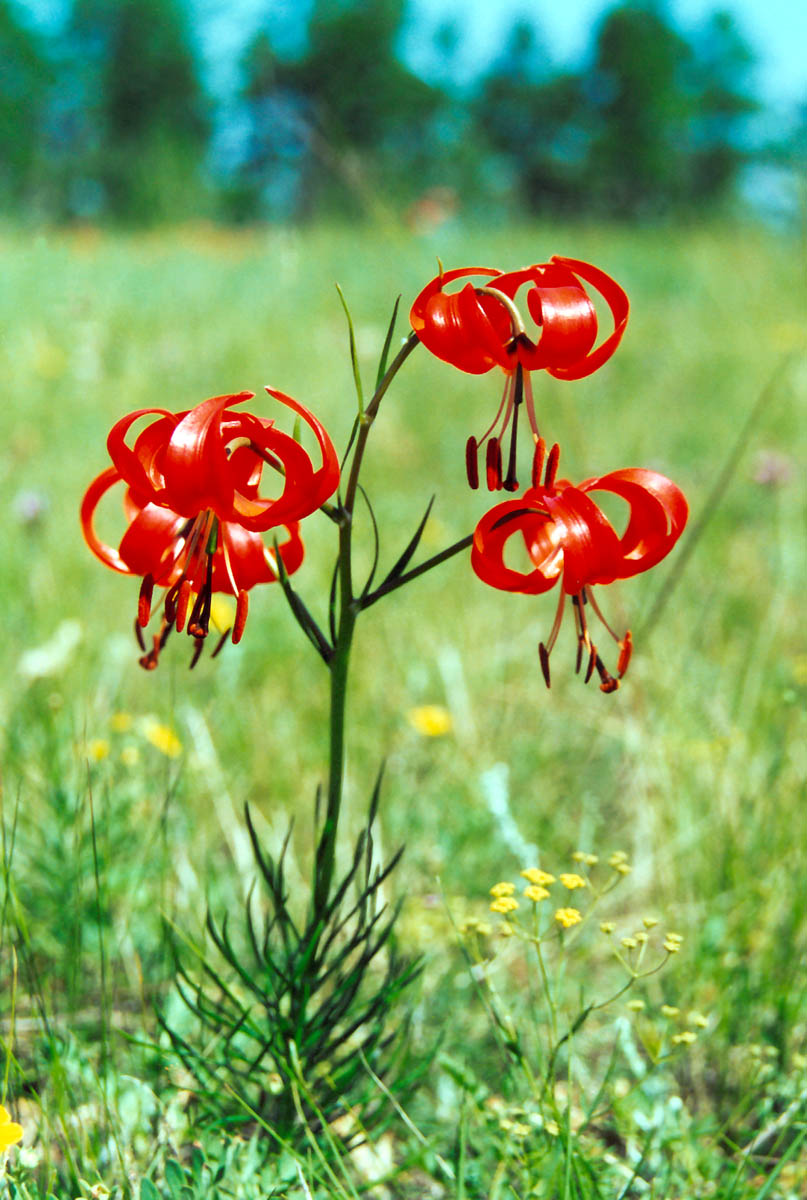 Саранки Сибирские Цветы Фото