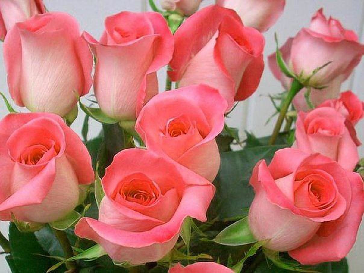 Очень Красивые Розы Для Поздравления