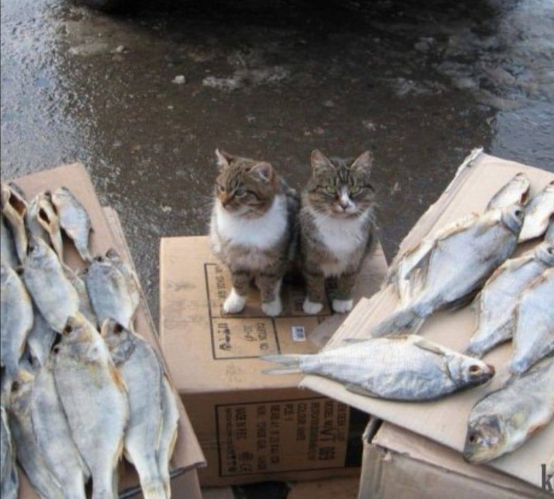 Покажи бедных котиков