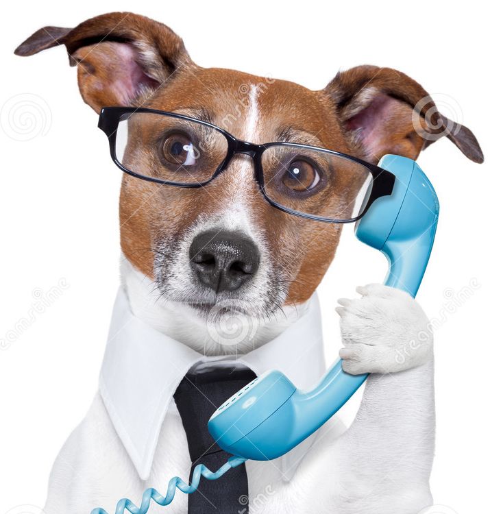 Doggy phone