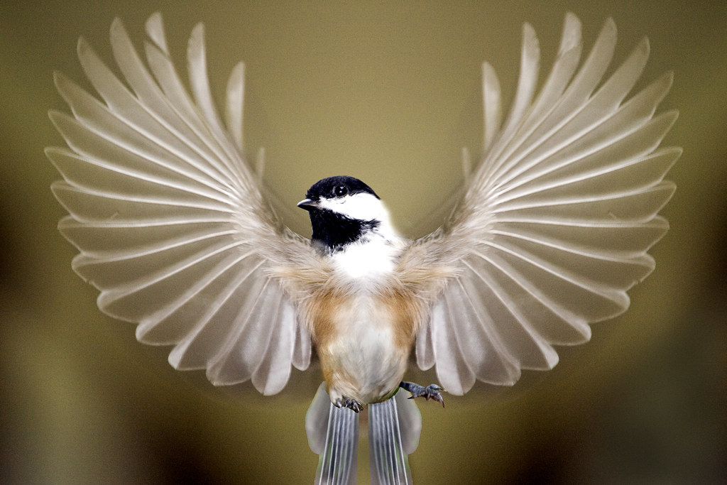 Птицы с раскрытыми крыльями красивые фото и картинки