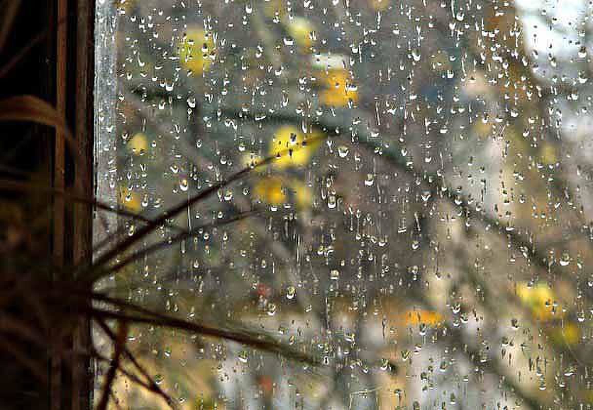 Бесплатные фотографии красивого золотого дождика доступны вам в любое время дня и ночи