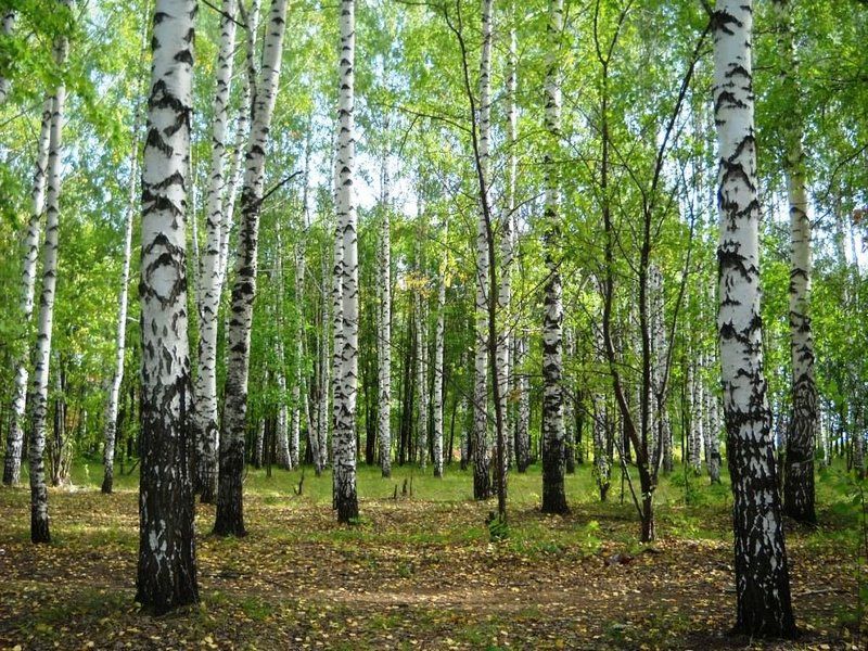 Фото Березы