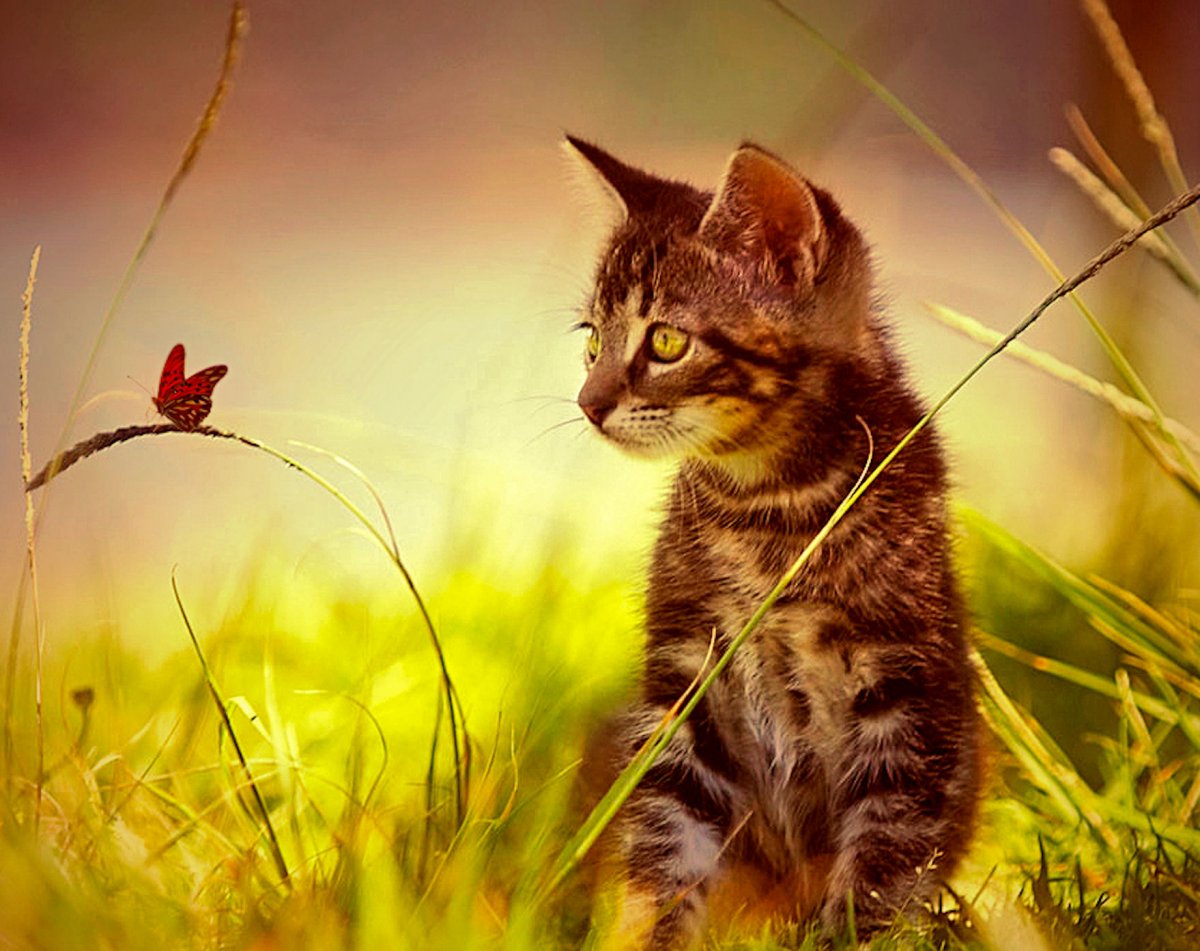 Коты бабочки