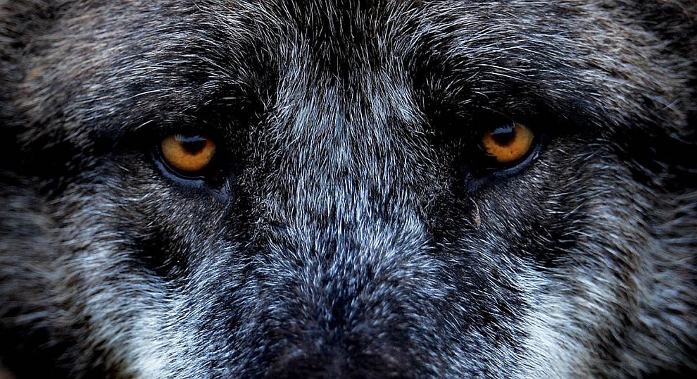 ������ �����