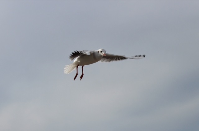 Матрона Резникова