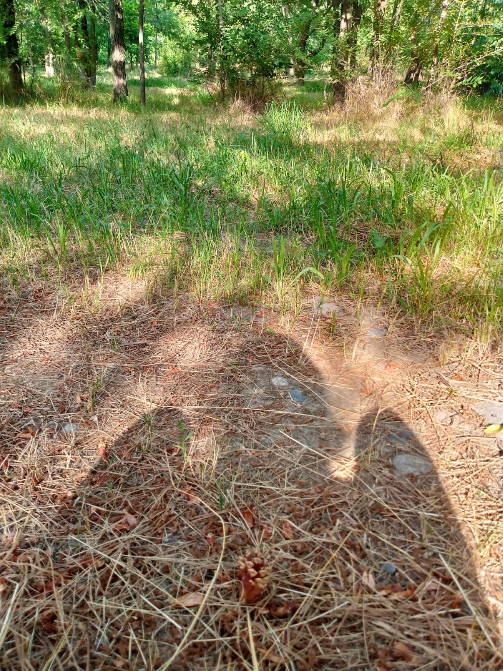 Светлана Алиева 2