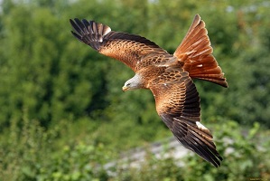 ���� ������