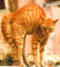 Аннет Соколова