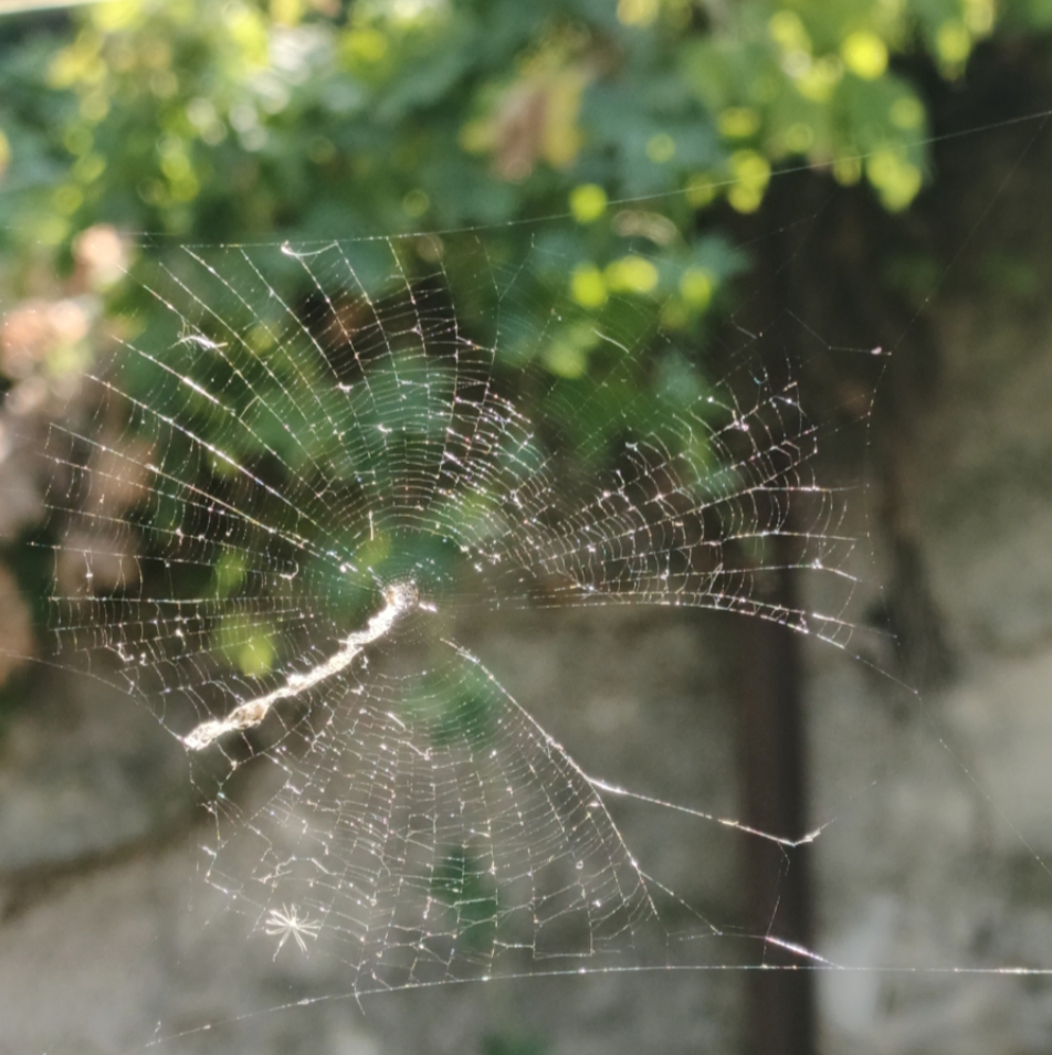 ������ ���