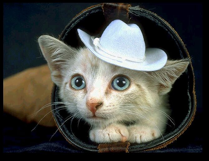 Блондинка Без Законов