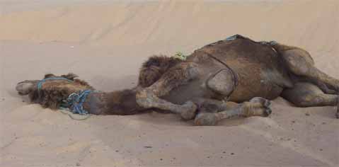 Слава Прошин