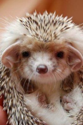 ����� ���