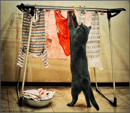 ���� �������