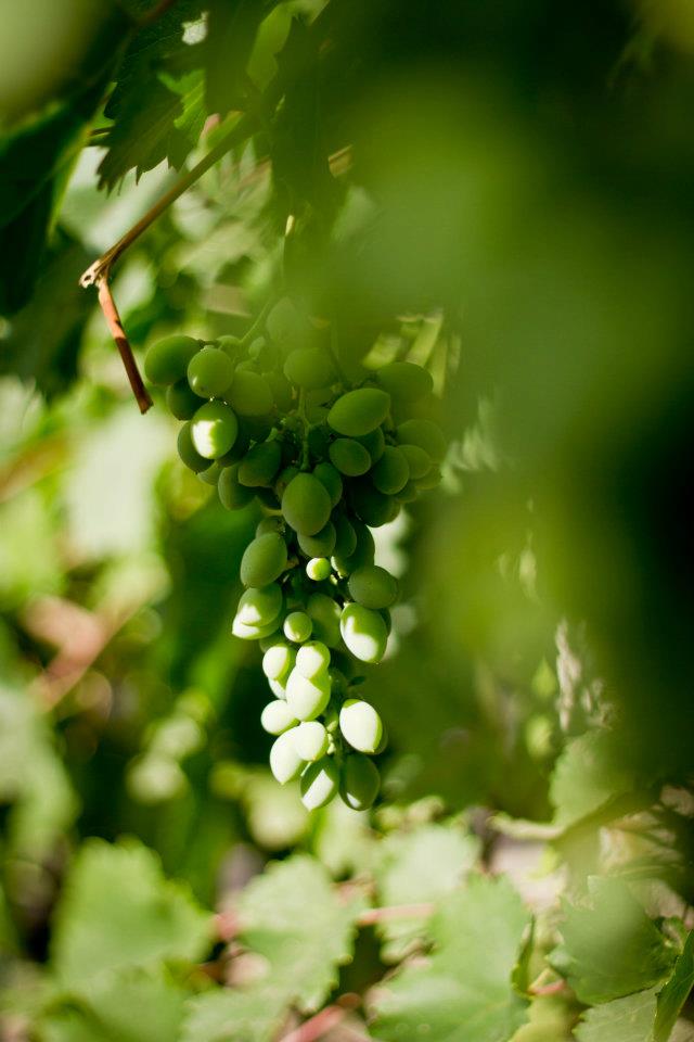 ����� ��������