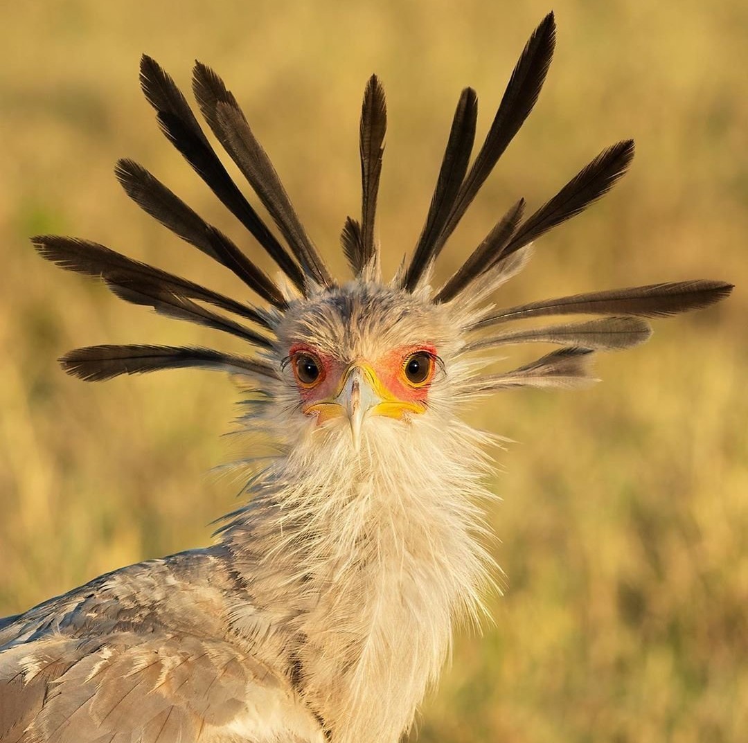 ������� �������