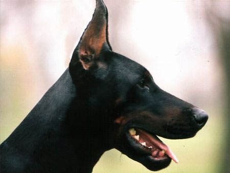 Dobermann