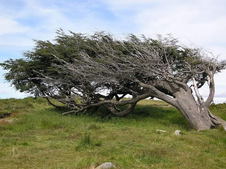 ���� �����