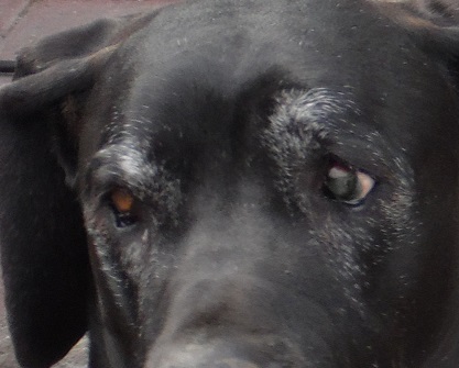 ���������� �����������