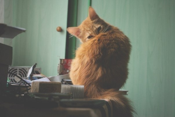 ������ �����