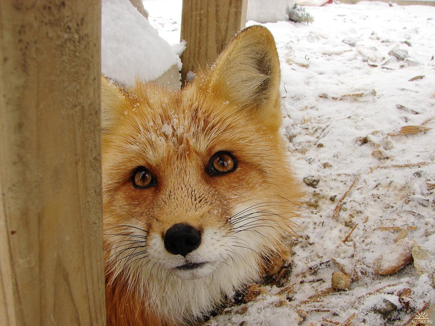 Рыжеватое Солнце