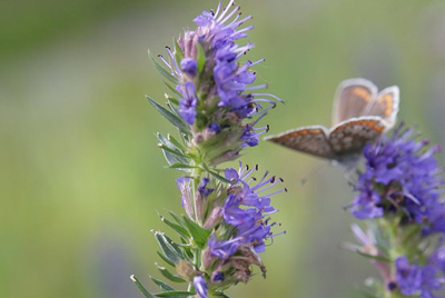 Иссоп Синий Зверобой