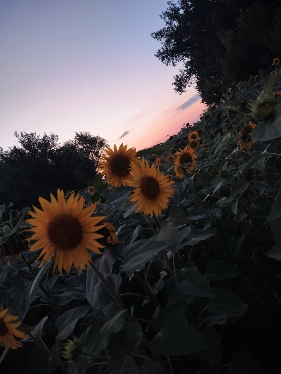 Прохор Кондратюк