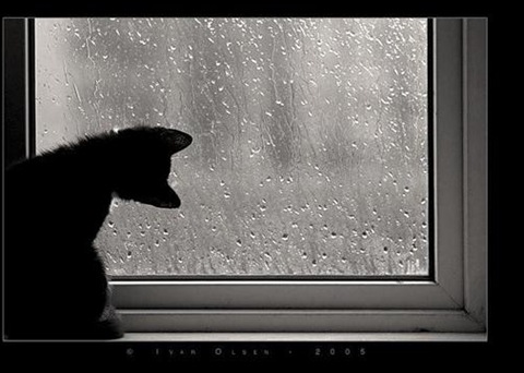 ����� �����