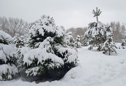 ���� ������