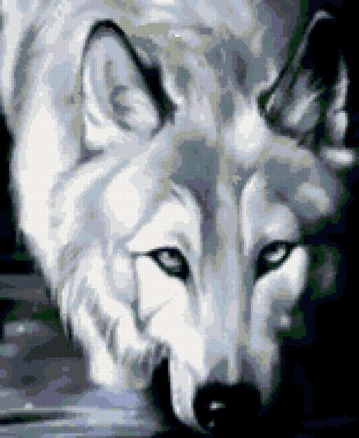 Белокрылая Волчица
