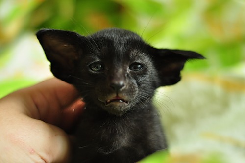 ������ �������