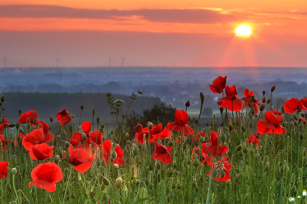 ���� �����