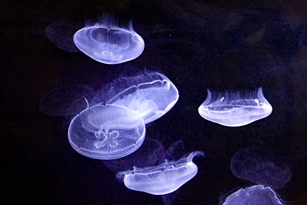 ���� ����