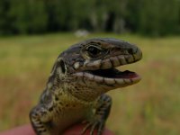 Наташик Наталья Самарина