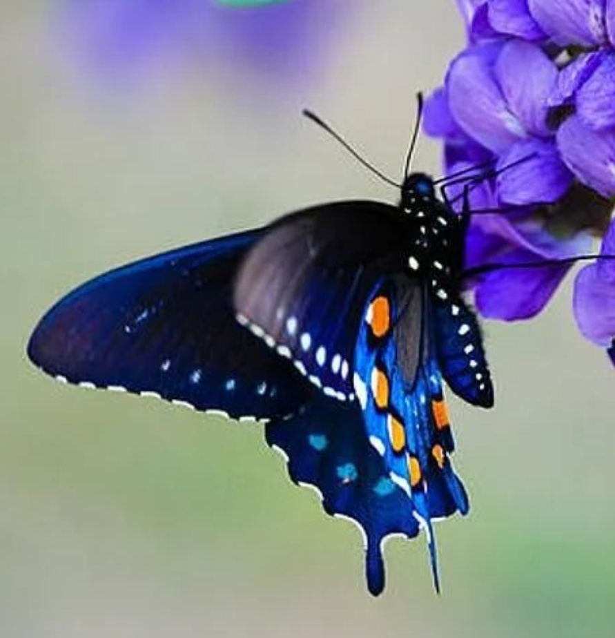 Фиолетовые бабочки картинки