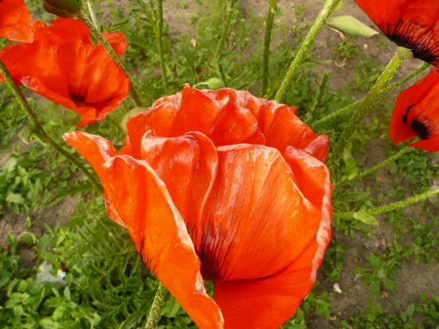 ���� -��������