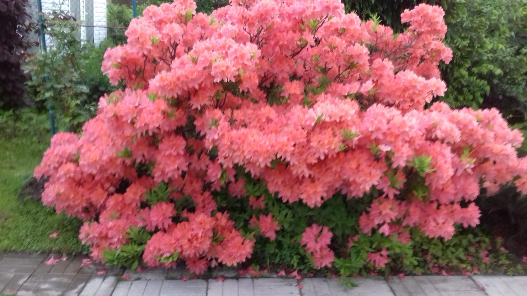 ������� ���������