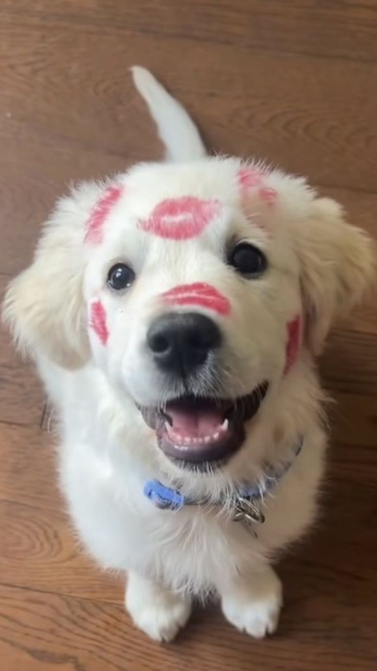 ����� ��������