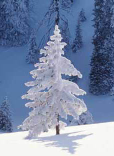 Светлана Мелентьева