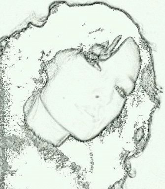 Кира Горбунова