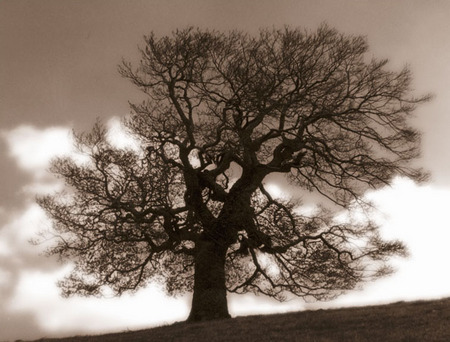 ���� ���������