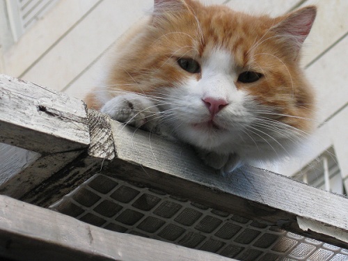 ����� ��� 2