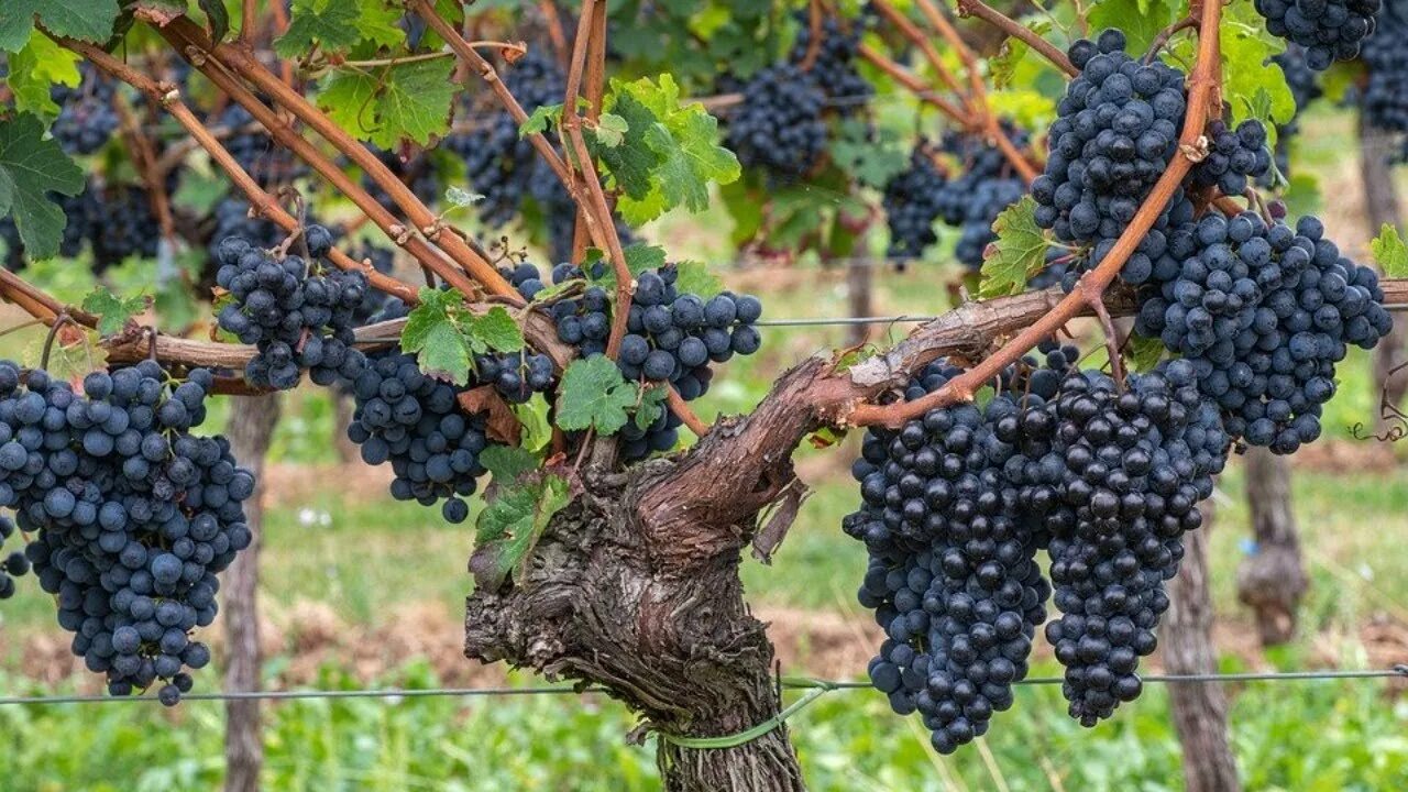 Александр Давыдов 31