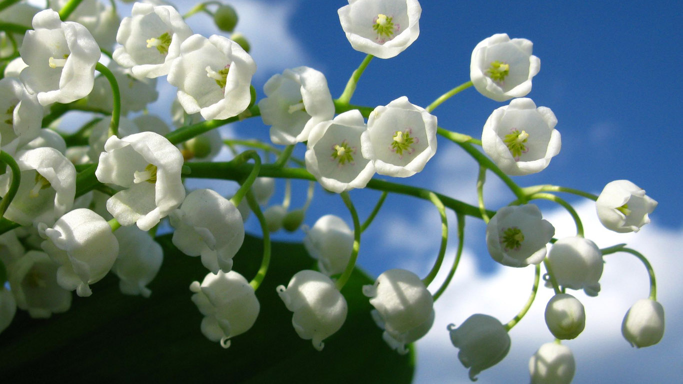 ���� �������