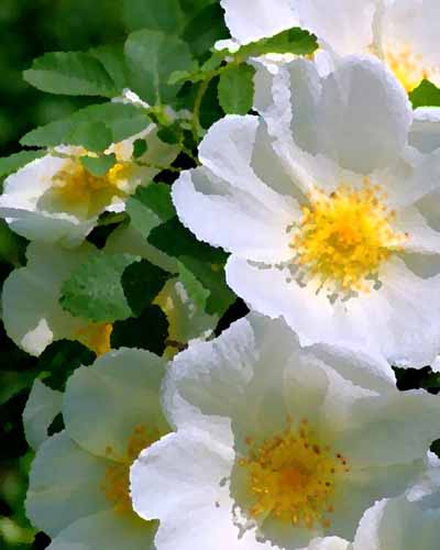 �������� �����