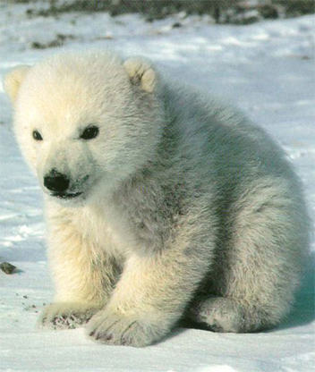 ���� �������