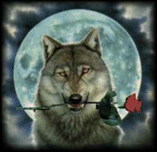 Siberian Wolf