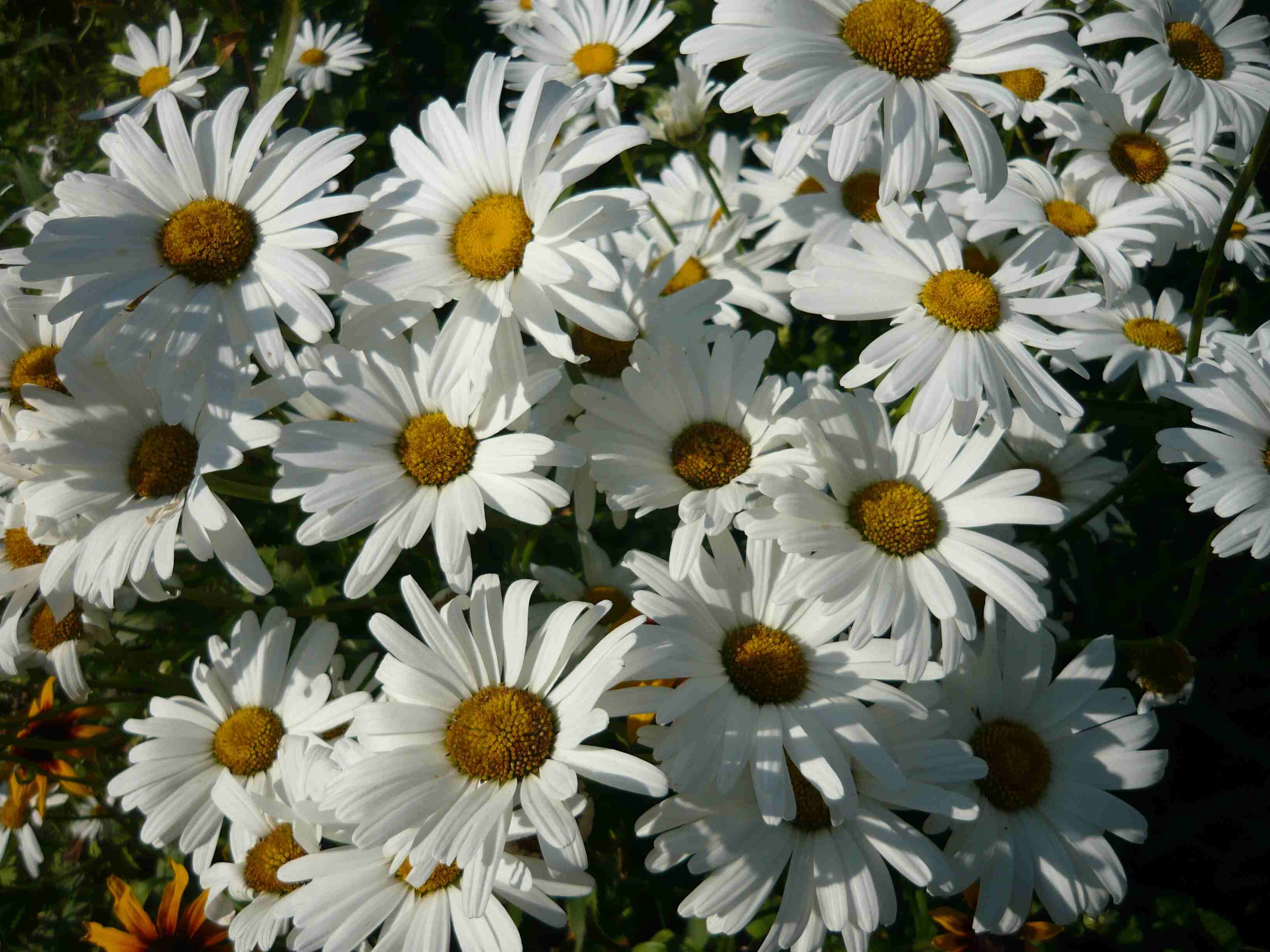 ����� ������