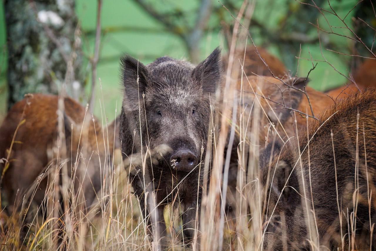 Геннадий Печенка